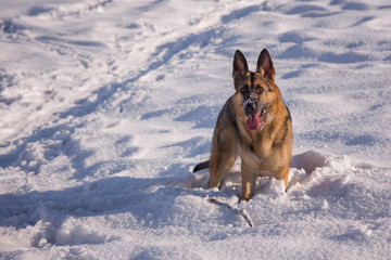 Alsatian dog on the frozen lake