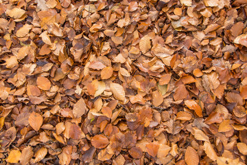 Autumn leaves closeup