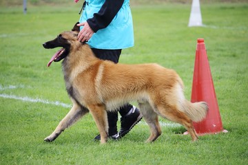 un chien berger belge tervuren qui marche aux pieds de son maître pour un concours canin