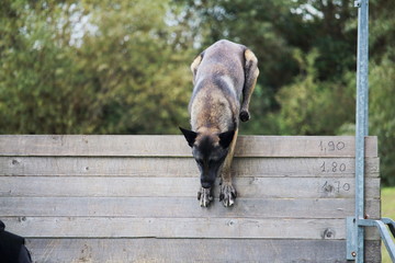 un chien berger belge malinois saute une palissade en hauteur pour un concours canin