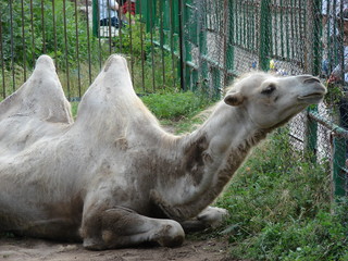 Camel at the zoo