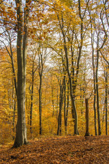 Fototapeta na wymiar Colourful autumn forest