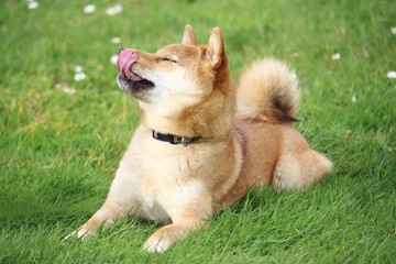 le chien shiba est allongé dans l'herbe et regarde en haut et pousse sa langue