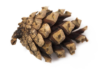 cones of coniferous trees isolated on white