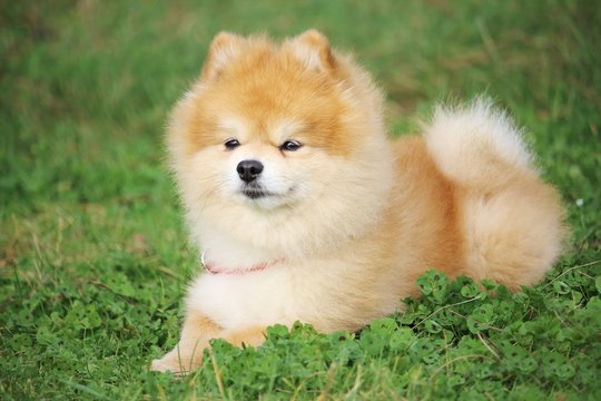un petit chien spitz nain est couché dans l'herbe et écoute son maître à distance