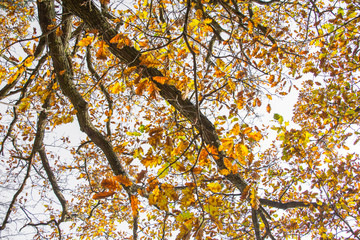 Rays of light shining through colourful autumn leaves