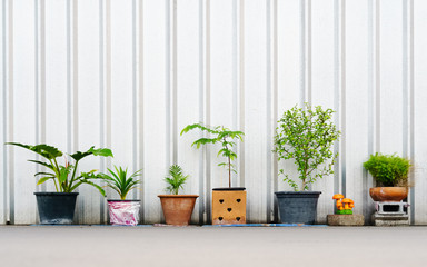 still life of various plants in the flower pots outdoors with copy space