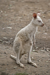 albino wallaby joey