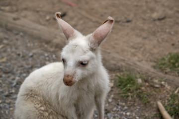 albino wallaby joey