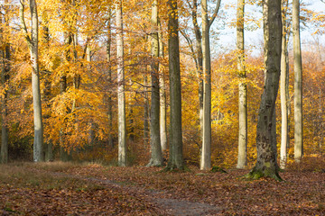 Colourful autumn forest