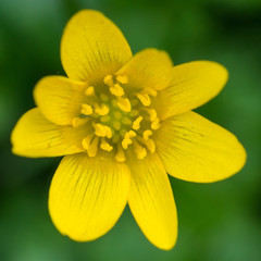 Fototapeta premium Lesser Celandine