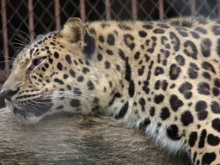 Leopard resting on a branch