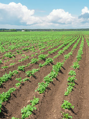 Fototapeta na wymiar Potato Growing In The Field In Summer