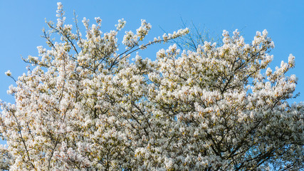Blossom Bonanza