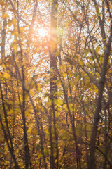 Obraz premium Rays of light shining through colourful autumn leaves