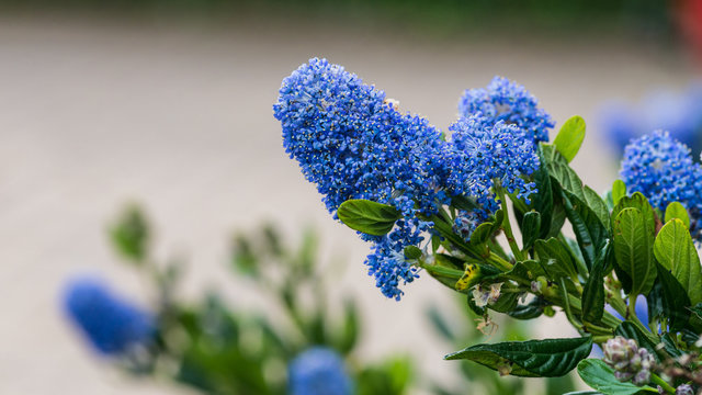 California Lilac