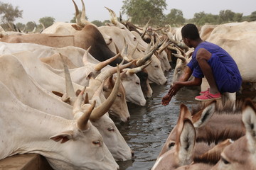 a cattle of thirsty cows drinking in north of senegal during the dry season - obrazy, fototapety, plakaty