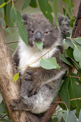 koala joey