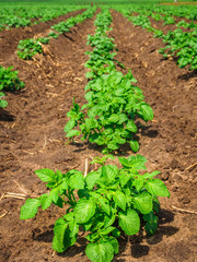 Row Of Potato Plants Growing In The Field