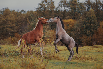 Obraz na płótnie Canvas Autumn foals in the herd