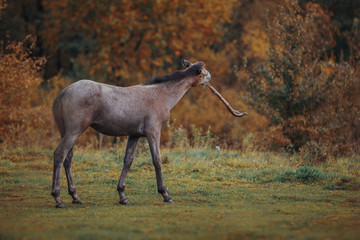 Autumn foals in the herd