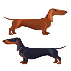 Dachshund dog with black fur in various positions
