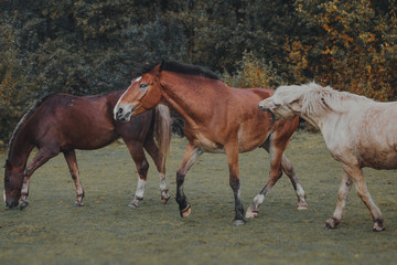 Fighting horses in the herd