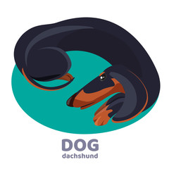 Dachshund dog lies curled up and relax on blue carpet