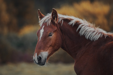 Autumn foals in the herd