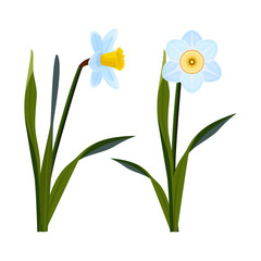 Daffodils with open blue buds and long green stem