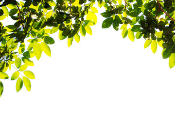 Green leaf and branches on white background