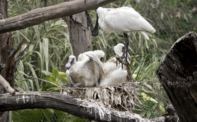royal spoonbill and her chicks