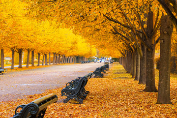 Tree lined avenue in Regent's Park of London