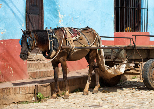 Alone workhorse on a cobblestone street in Trinidad Cuba