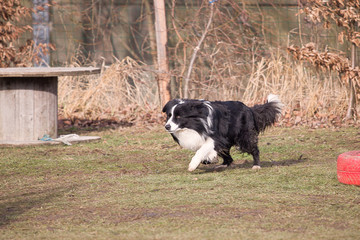 Border collie dog in obedience contest in belgium - chien border collie en concours d'obéissance en belgique