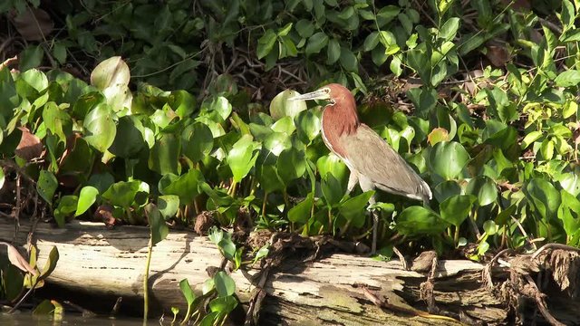 Rufescent Tiger-heron (Tigrisoma lineatum) walking between water hyacinth on Pixaim riveredge, Brazil.