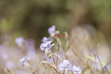 Dragonfly, natural background