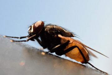 Housefly