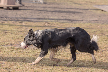 Fototapeta premium Border collie dog in obedience contest in belgium - chien border collie en concours d'obéissance en belgique