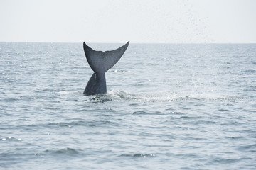 Fototapeta premium Bryde's whale, Whale in gulf of Thailand..