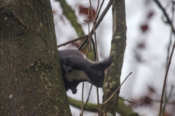 Eichhörnchen