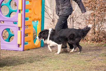 Border collie dog in obedience contest in belgium - chien border collie en concours d'obéissance en belgique