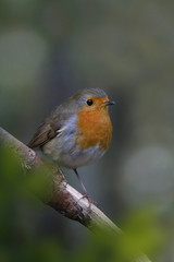 Rotkehlchen, Erithacus rubecula, sitzt auf Ast