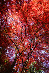 Autumn scenery in Tokyo, Japan