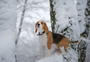 Beagle dog walking in the winter snowy forest