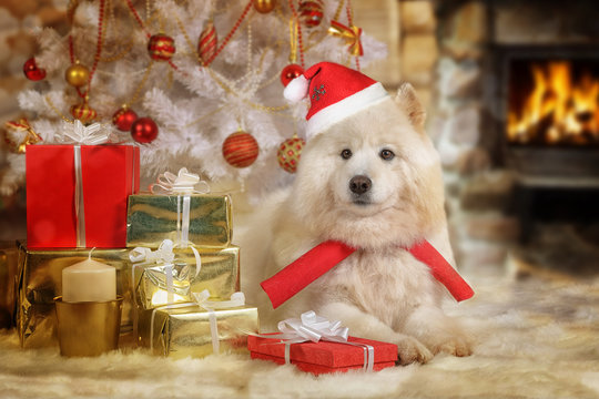 Purebred Samoyed dog at Christmas