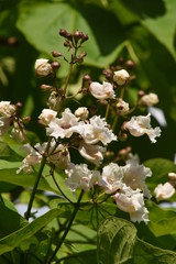 Blüten Amerikanischer Trompetenbaum