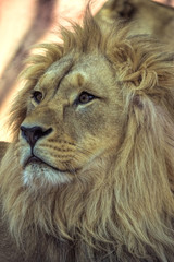 Close-up portrait of a mighty african lion. Lion portrait, safari big adult lion with rich mane

