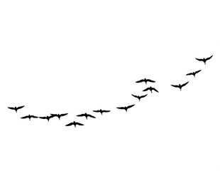 Geese