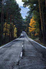 Autumn endless road
